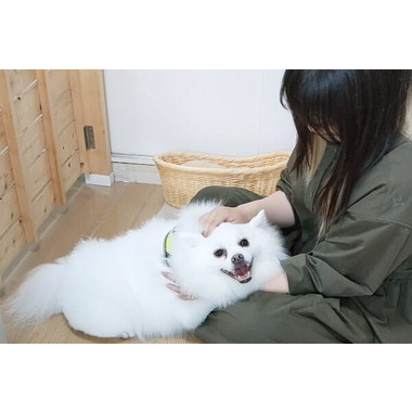 Trimming salon Sugar