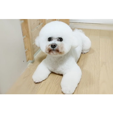 Trimming salon Sugar