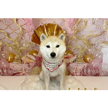 トリミングサロン小春