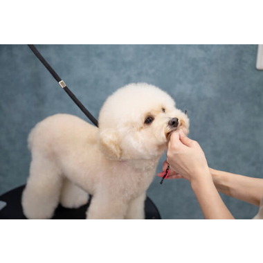 Paws grooming salon Ivy