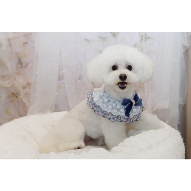 Pets regina 浜田店