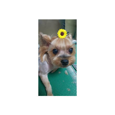 DogSalonリトルギャング