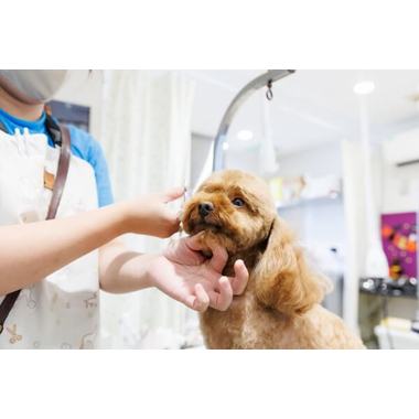 わんにゃんさろん　ロム【9/1新規オープン】