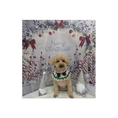 Dog Salon Chipie ✦11/2NewOpen✦