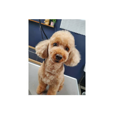 Dog Salon HIMAWARI【2024/11/11NEWオープン】