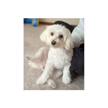 Pono 出張グルーミング&レッスン