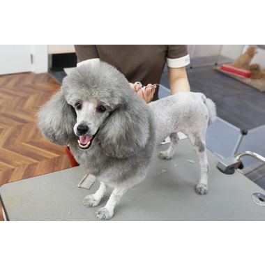 ドギーパレス 神戸ポートタワーホテル店