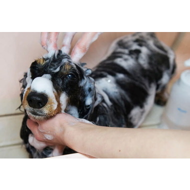 ドギーパレス 神戸ポートタワーホテル店