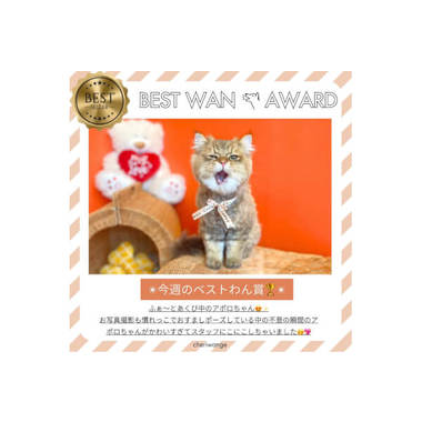 CHERIWANGE 八幡山店