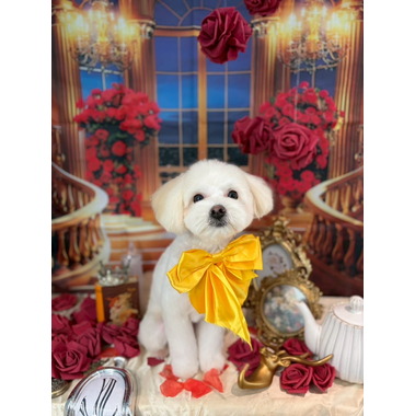 CHERIWANGE 八幡山店