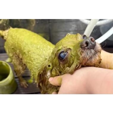 ペットサロン わんかる ✦4/6 OPEN✦