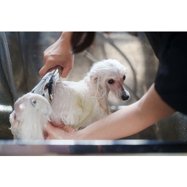 Grooming Salon Raffine