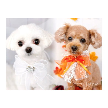 COLORER -dog salon- 藤沢店