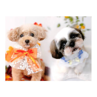 COLORER -dog salon- 藤沢店