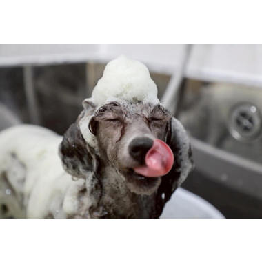 CINNAMON the trimming【猫ちゃん大型犬も可】