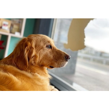 dog esthetic salon KIRARI