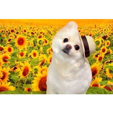 Dog salon holly hock ✦4/1 new open✦