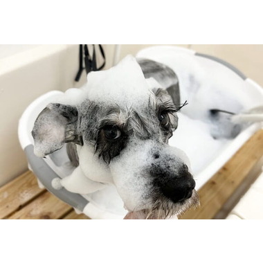 Dog salon Eclat ✦6/26新規オープン✦