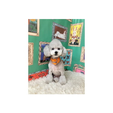 いちごみるく　南安倍店