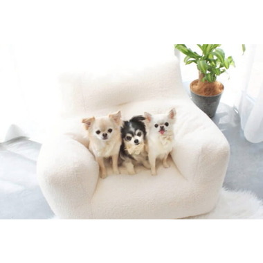 Dogsalon TOK. ✦6/2NEW OPEN✦