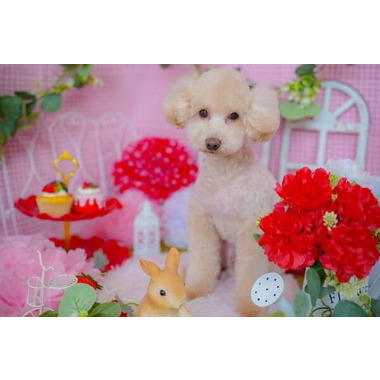 ペットサロン PetitAnge ✦2025年4月オープン✦