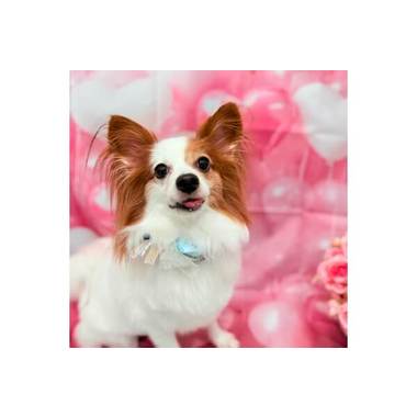 MITCHELMO 【9/1グランドオープン!!】