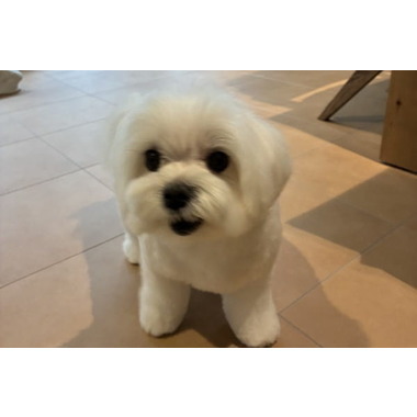 My Pet Dog トリミングルーム【10月25日グランドオープン】