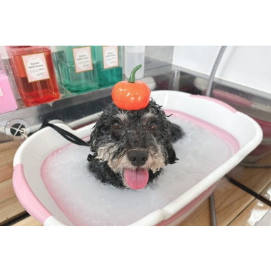 トリミングサロン&ホテル わんぷち【10月1日オープン】