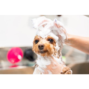 トリミングサロン MUSUBI ✦8月13日新規オープン✦