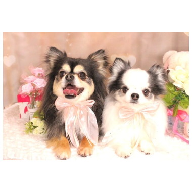 トリミングサロン M&T ✦2月7日オープン✦