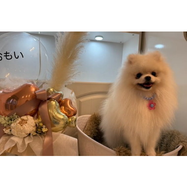 いぬおもい ✦4月1日OPEN予定✦