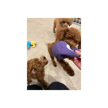 トリミングサロン Lucu(ホテル)