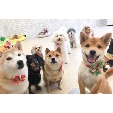 Dogs Day Care Japan ～犬の託児所～