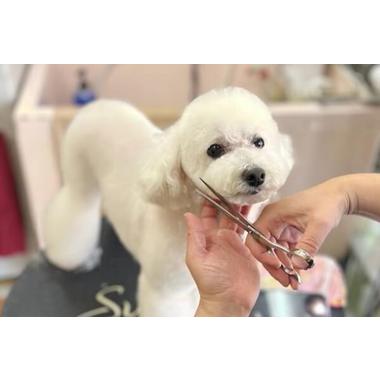 ペットサロン ピノキオ