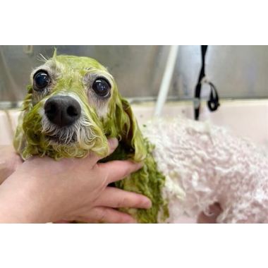 ペットサロン ピノキオ