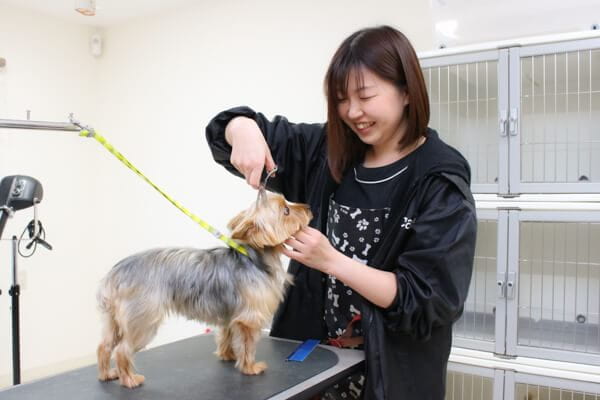 スタッフ ペピカ 古ヶ崎店 ペットサロン トリミング 千葉県松戸市 Eparkペットライフ