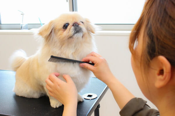 あにも！AHT dog groomers studio