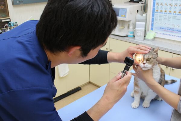 パスカル動物病院狭山 埼玉県狭山市 Eparkペットライフ