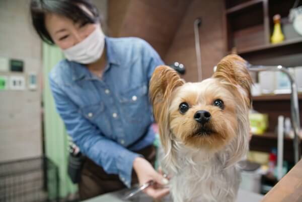 写真 | 犬の美容室 わんなっぷ（ペットサロン・トリミング）｜兵庫県 