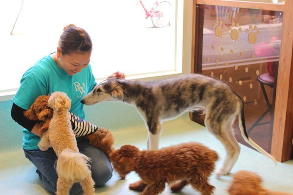 ちゃめごろう Dogways ペットサロン トリミング 神奈川県川崎市中原区 Eparkペットライフ