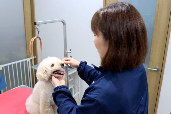 Dog Ano ペットサロン トリミング 神奈川県藤沢市 Eparkペットライフ