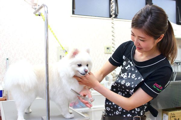 パウハウス 行徳店 ペットサロン トリミング 千葉県市川市 Eparkペットライフ