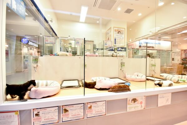 Petemo Beauty Salon 岡崎店 ペットサロン トリミング 愛知県岡崎市 Eparkペットライフ