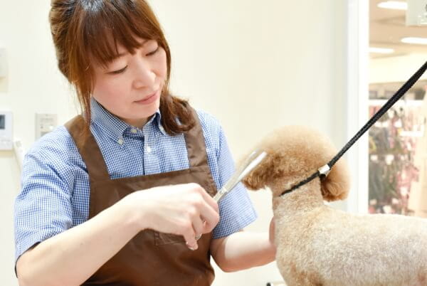 Petemo Beauty Salon 岡崎店 ペットサロン トリミング 愛知県岡崎市 Eparkペットライフ