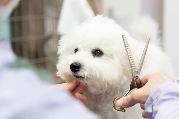 Pet Care Non Non ペットサロン トリミング 兵庫県三田市 Eparkペットライフ