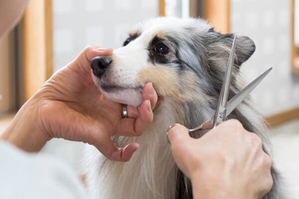 細かな部分も丁寧にカット