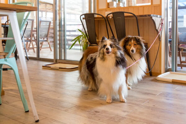 愛犬と一緒にお食事をお楽しみいただけます