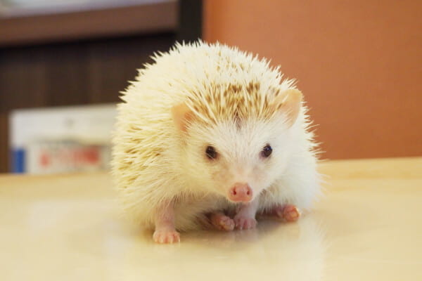 カフェスタッフ(ハリネズミ)