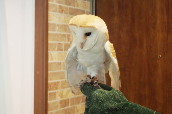 カフェスタッフ(フクロウ)