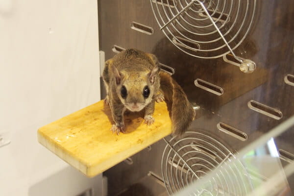 カフェスタッフ(モモンガ)